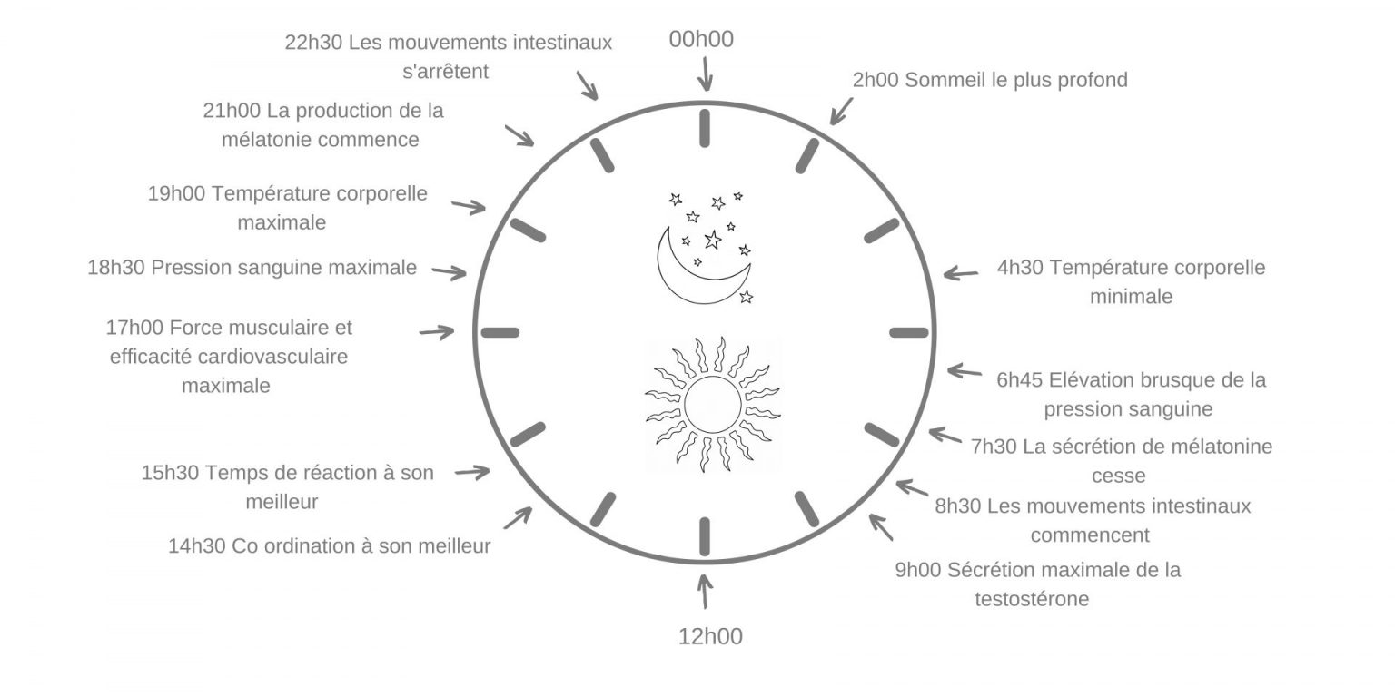 éclairage circadien : Roue du RYTHME CIRCADIEN